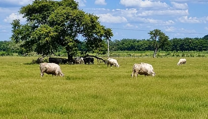 Foto de Patrones microbianos del rumen, clave para seleccionar a las vacas m�s sostenibles y eficientes