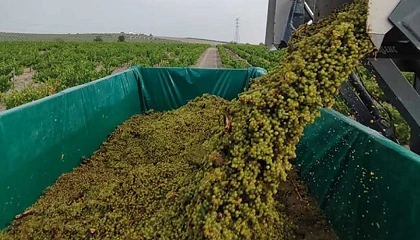 Foto de La DOP Montilla-Moriles inicia la vendimia con una previsi�n de hasta un 45% m�s de producci�n