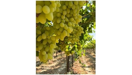 Foto de Colheita da Dona Uva arranca com previs�o de tr�s milh�es de quilos