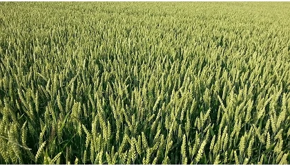 Foto de Las condiciones climatológicas reducen un 25% la cosecha de cereal en Extremadura