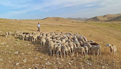 Foto de La ganader�a extensiva reclama apoyos para frenar el declive del pastoreo y proteger los montes