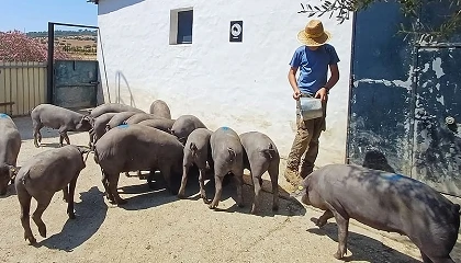 Foto de Aeceriber reivindica el papel de los j�venes como garant�a de futuro para el cerdo ib�rico