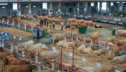 Foto de M�s oferta en la feria de Torrelavega con la recr�a y el vacuno de leche en negativo