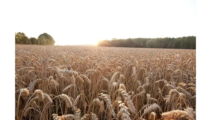 Foto de El sector del cereal en Castilla y Le�n afronta un a�o decisivo tras perder un 11% de la superficie de cultivo