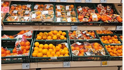 Foto de IGP C�tricos Valencianos aumenta un 33% el n�mero de auditor�as para garantizar la trazabilidad al consumidor