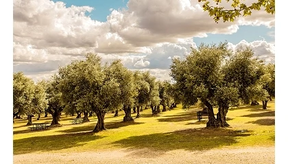Fotografia de OliveA denuncia que las importaciones de aceite tunecino presionan los precios en origen del aceite de oliva