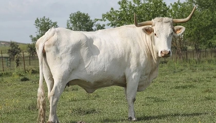 Foto de Adjudicado el total del ganado ofertado en la subasta de vaca Blanca Cacereña y cabra Retinta