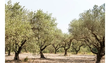 Foto de La UE reconoce la DOP Aceite de las Sierras Espad�n y Calderona