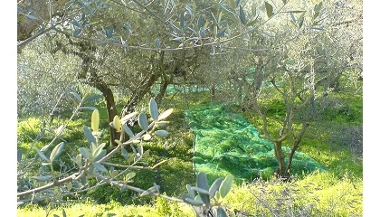 Foto de Cooperativas Agro-alimentarias de Andaluc�a respalda la activaci�n del mecanismo para regular la oferta de aceite de oliva