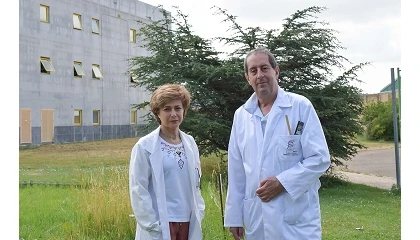 Foto de ¿Qué variedad de olivo es mejor para cada territorio?