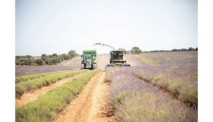 Foto de La Academia del Perfume re�ne a profesionales del sector en Brihuega para celebrar la jornada de la lavanda