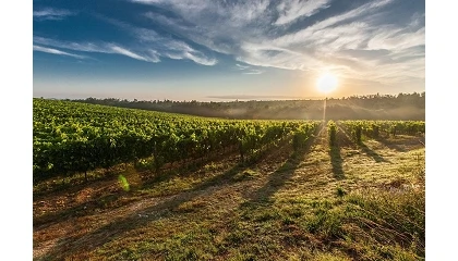 Foto de Arag�n repartir� 870.000 euros para mejorar la competitividad de su sector vitivin�cola