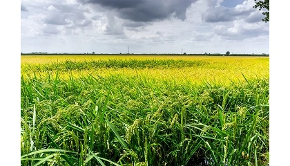 Foto de Catalu�a impulsa el nuevo Centro de Edici�n Gen�mica de Cereales para mejorar la resistencia de los cultivos al cambio clim�tico