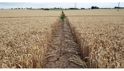 Foto de Reino Unido espera la peor cosecha de los �ltimos 40 a�os debido al calor extremo