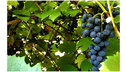 Foto de Casa de Santar refor�a portef�lio com dois vinhos de edi��o limitada