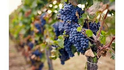 Fotografia de ASAJA Castilla y Le�n denuncia movimientos para rebajar el precio de la uva antes de una vendimia adelantada