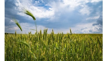 Foto de Resultados de los ensayos de variedades de cereal de NEIKER en la provincia de �lava