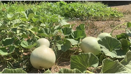 Foto de Investigadores del CITA presentarán sus últimos trabajos en el XXXII Congreso Internacional de Horticultura en Japón