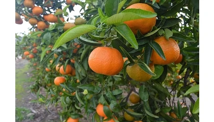 Foto de El IRTA impulsa el proyecto Citrusnet para reducir el uso de fitosanitarios y obtener clementinas libres de residuos