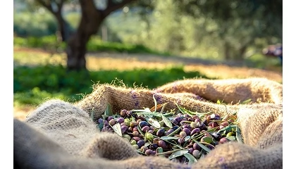 Foto de El COI destina 64.100 euros a promover el consumo de aceite de oliva y aceitunas de mesa