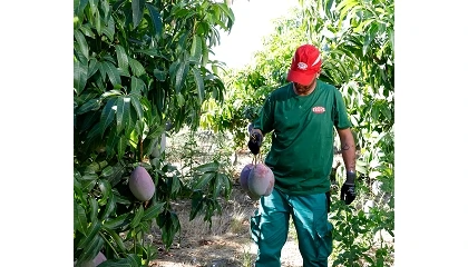 Foto de TROPS comienza la recolecci�n de las primeras variedades de la campa�a de mango nacional