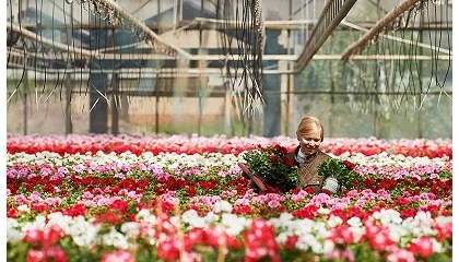 Foto de El sector del geranio avanza hacia una producción más sostenible