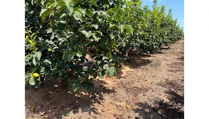 Foto de La cosecha de caqui rondar� las 240.000 toneladas en la Comunitat Valenciana, un 34% menos