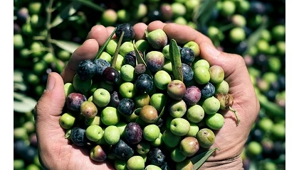 Foto de La aceituna de mesa afronta el inicio de campa�a con unos costes de producci�n de 1,25 euros por kilo
