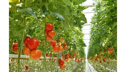 Foto de Avanza el 'Plan Estratégico para las Frutas y Hortalizas de Invernadero de Andalucía'
