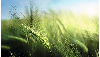 Foto de Lonja Agropecuaria de Albacete, Cotizaciones de Cereal, (Semana 35, 27/08/2026)