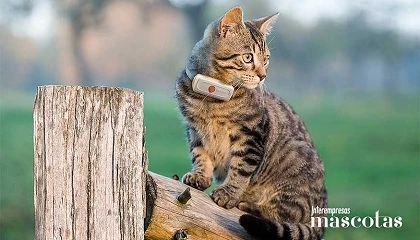 Foto de ¿Es peligroso ponerle un collar a tu gato? Un estudio europeo desmiente el mito