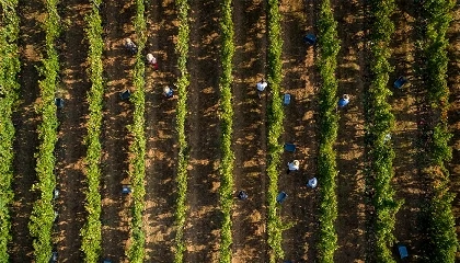 Foto de Governo executou 87,1 milh�es de euros nos setores agr�cola e das pescas em julho
