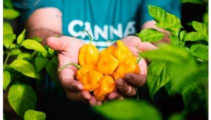 Foto de Canna España Fertilizantes se incorpora a la AECJ