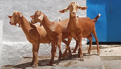 Foto de Cabra Malague�a suma tres nuevos machos a su programa de inseminaci�n artificial
