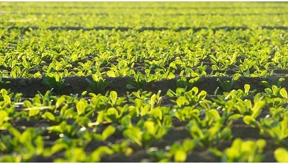 Foto de Agroinnpulso contará con 6 millones adicionales para financiar empresas innovadoras del sector agroalimentario