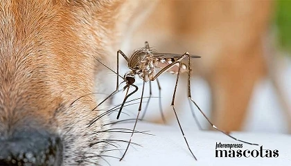 Foto de Expertos veterinarios explican el ABC de los mosquitos más peligrosos para perros y gatos en verano