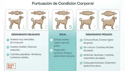 Foto de Obesidad canina: el problema de salud que se agrava en verano