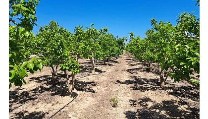 Foto de Life Triplet demuestra que la digitalizaci�n puede ahorrar hasta un 15% de agua en el regad�o