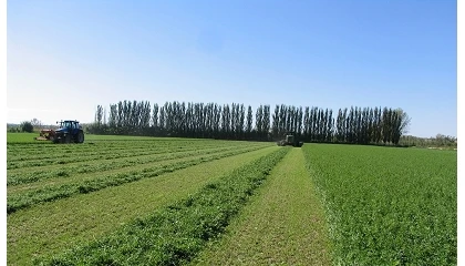 Foto de La producción de forrajes deshidratados bajará un 4% en España en la campaña 2026/27