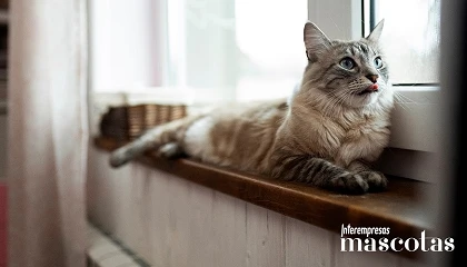 Foto de Un 30% de los dueños de los gatos desconoce los signos de deshidratación en sus mascotas
