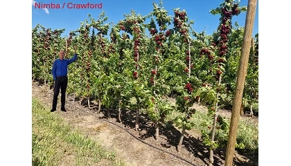 Foto de Portainjertos para una nueva generaci�n de plantaciones de cerezo