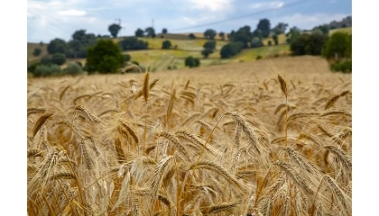Foto de Red de ensayos varietales ITACYL (REVCYL): Cereales de invierno en Castilla y Le�n (I)