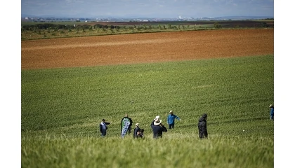Foto de Una nueva campa�a para revisar la estrategia frente a las malas hierbas en cereal