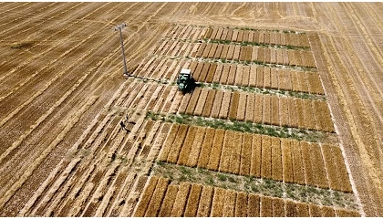 Foto de Florimond Desprez, la innovaci�n al servicio del agricultor