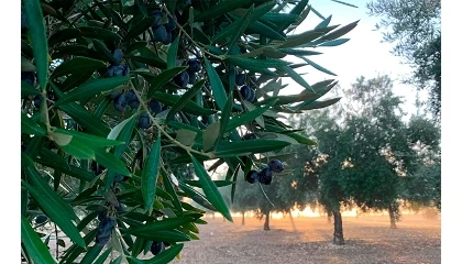 Fotografia de El campo andaluz reclama que el liderazgo en aceite de oliva se extienda a las marcas y la comercialización