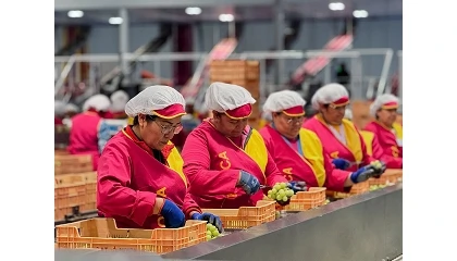 Foto de Suministro, flexibilidad y control: la respuesta de Moyca a un mercado más exigente