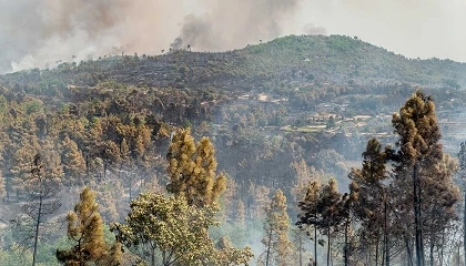 Foto de CESE prop�e nova estrat�gia europeia para os inc�ndios rurais