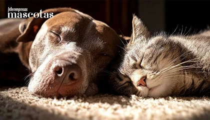 Foto de Síndrome postvacacional: qué señales vigilar en perros y gatos después del verano