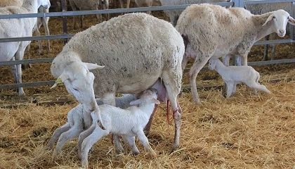 Foto de Alertan de la �cr�tica� situaci�n del sector de leche de oveja Manchega por ca�da de precios