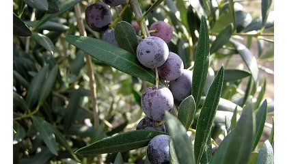 Fotografia de Producir aceituna de mesa en España cuesta entre 0,71 y 1,23 euros por kilo, según AEMO